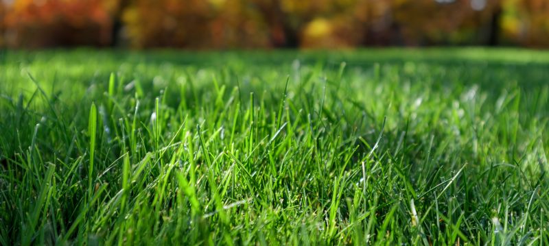Healthy Lawn Close-up